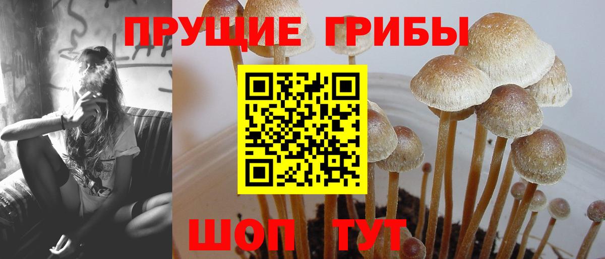 Псилоцибиновые грибы прущие грибы Москва